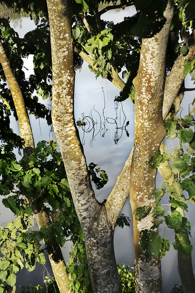 TREES COLOR – Raghu Rai Foundation